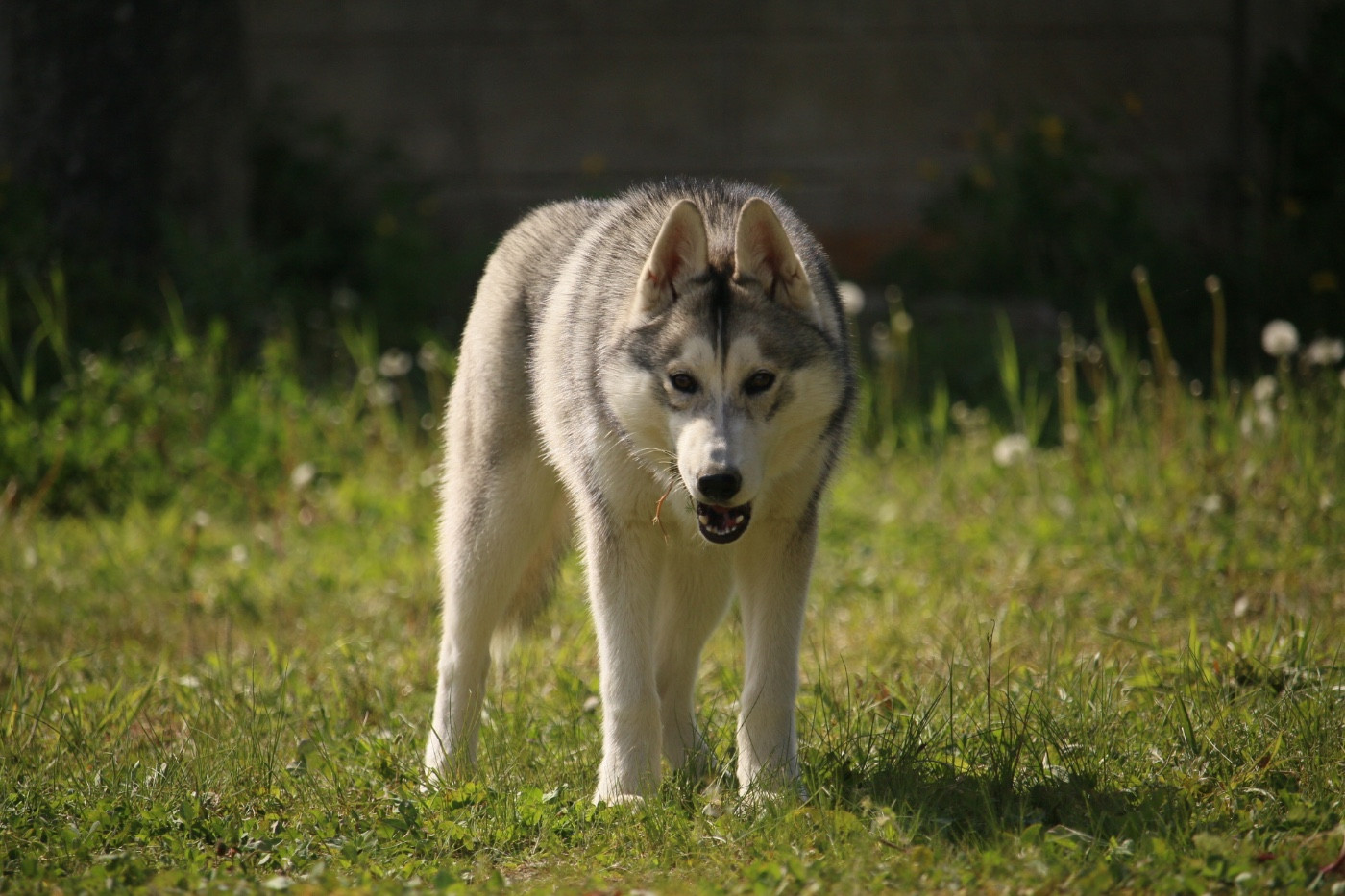 A Destiny Freyja du Domaine des Loups de l’Est