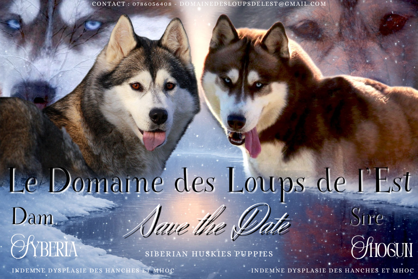 Chiots Huskies à naître