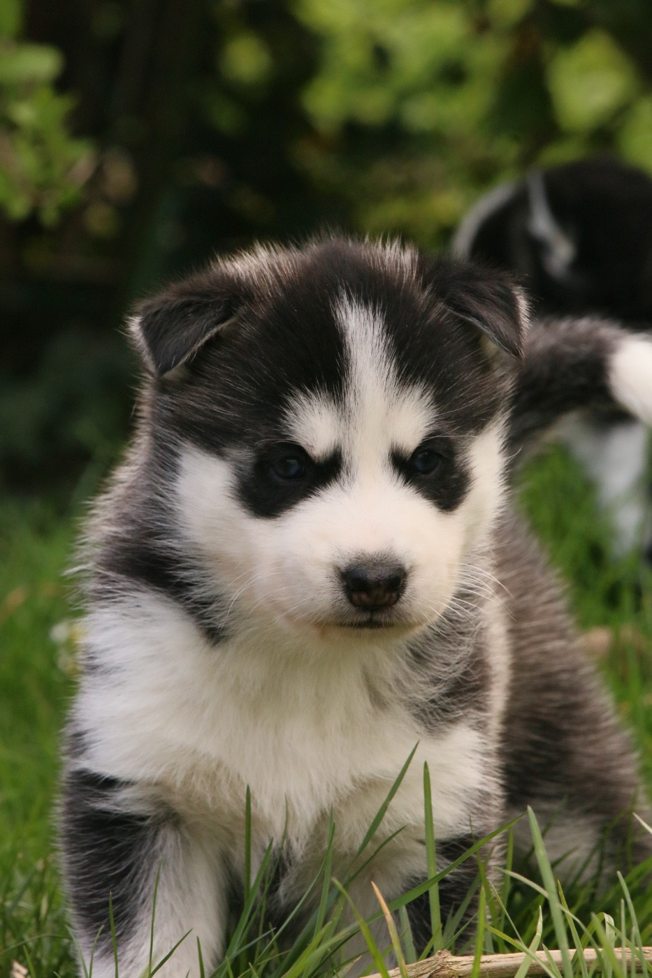 Baikal cherche sa famille