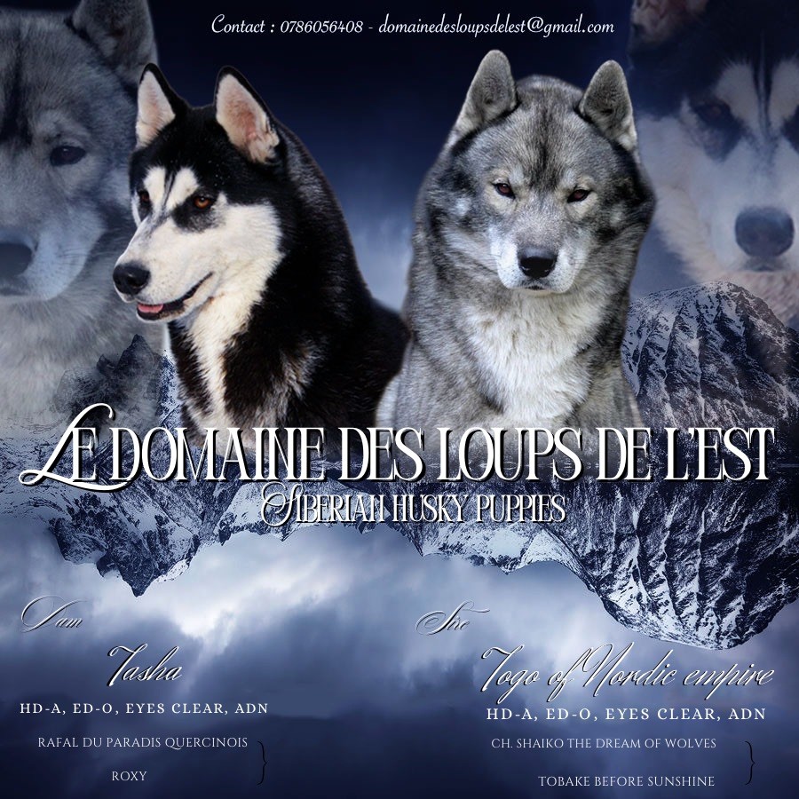Chiots Huskies LOF attendus pour Octobre 
