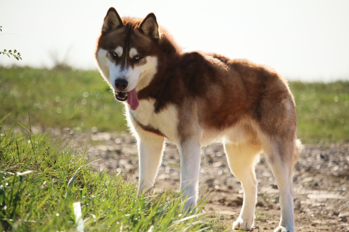 Shogun, mâle reproducteur