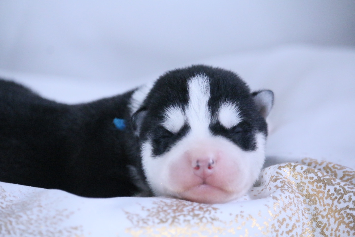 Portée Sybéria et Shogun 2026